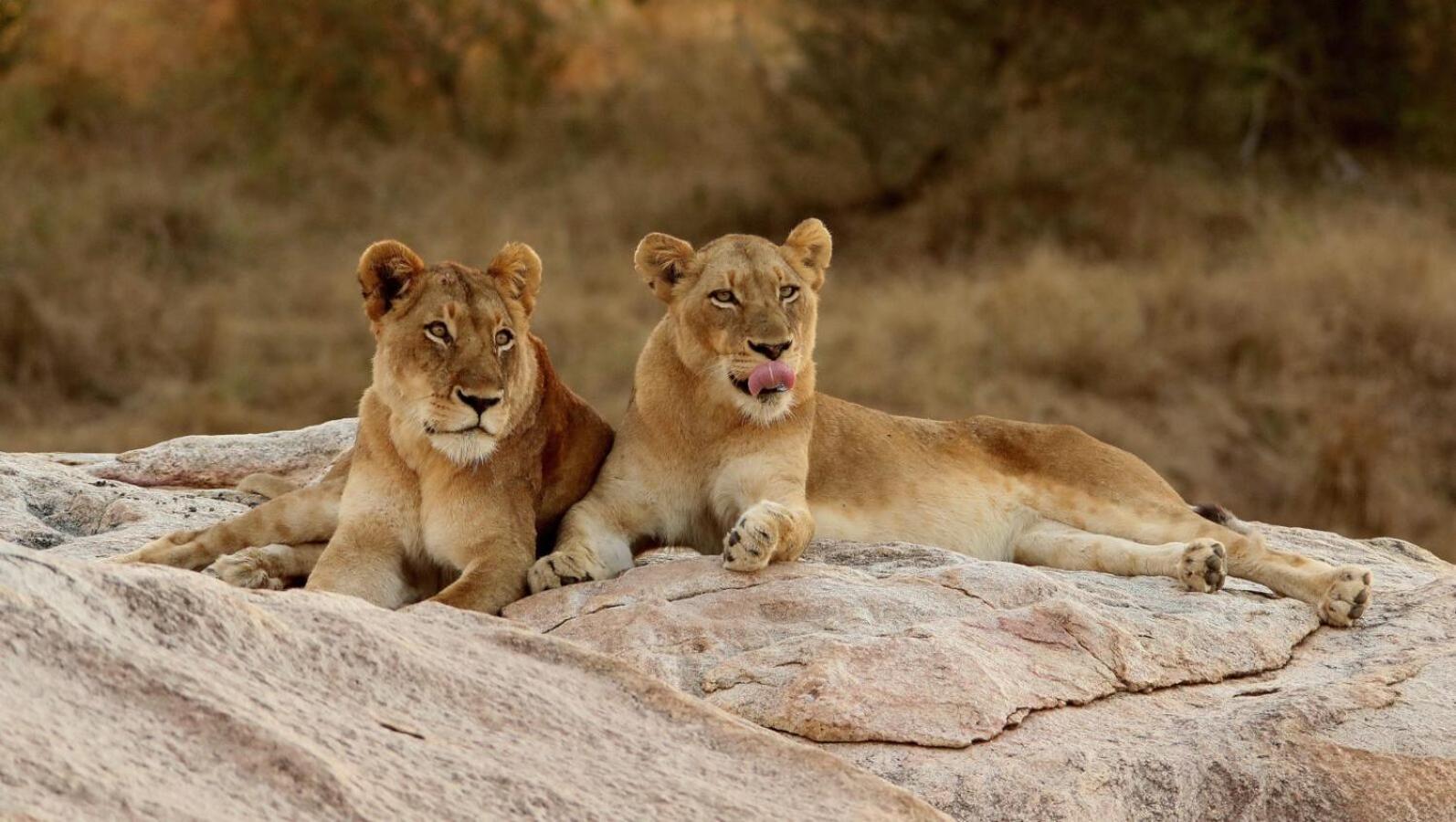 Leopard Hills Private Game Reserve Sabi Sand Game Reserve Exterior foto