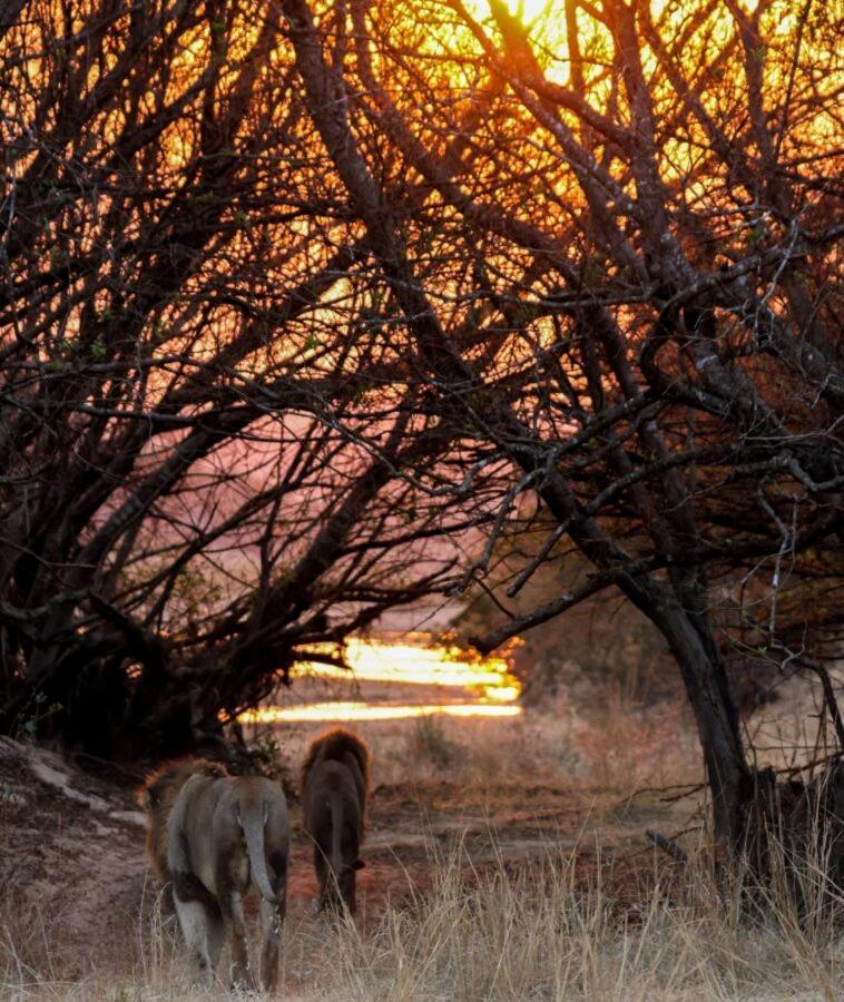 Leopard Hills Private Game Reserve Sabi Sand Game Reserve Exterior foto