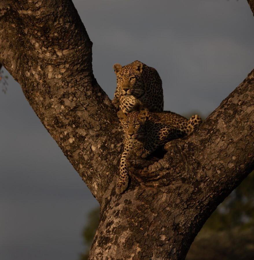 Leopard Hills Private Game Reserve Sabi Sand Game Reserve Exterior foto