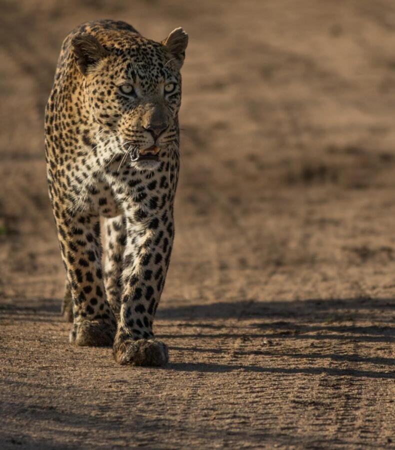 Leopard Hills Private Game Reserve Sabi Sand Game Reserve Exterior foto